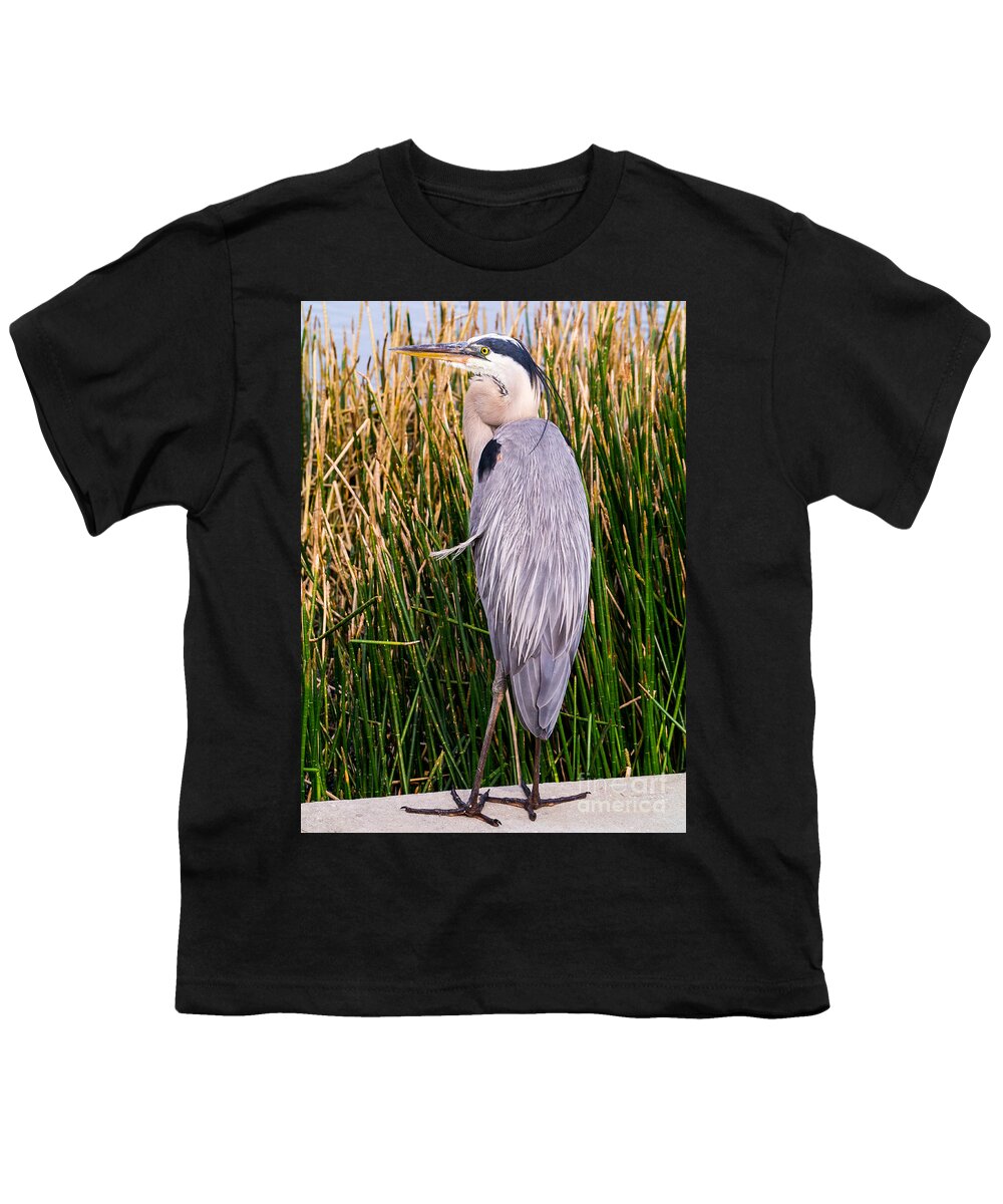 2013 Youth T-Shirt featuring the photograph Great Blue Heron by Edward Fielding
