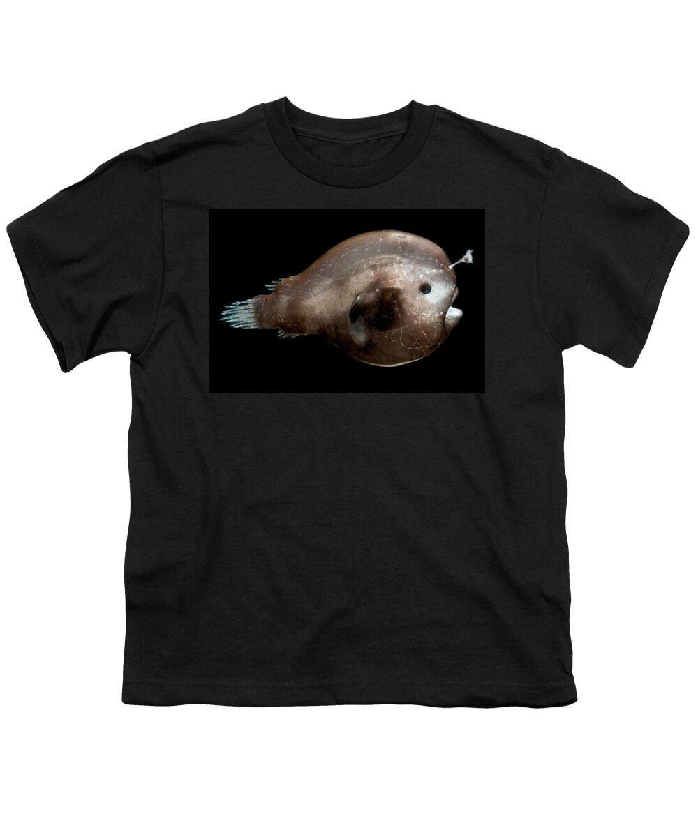 Oneirodidae Youth T-Shirt featuring the photograph Larval Female Anglerfish, Oneirodidae by Dant Fenolio