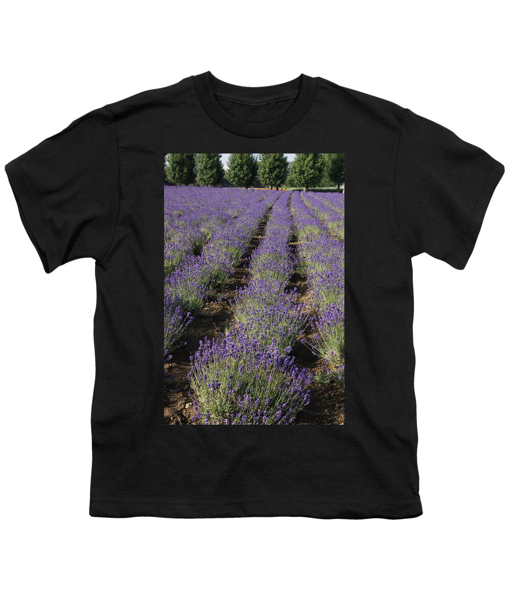 Feb0514 Youth T-Shirt featuring the photograph Lavender Herb Crop In Flower Japan by Hiroya Minakuchi