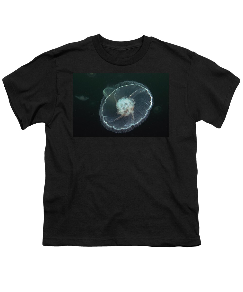 530667 Youth T-Shirt featuring the photograph Moon Jelly Prince William Sound Alaska by Hiroya Minakuchi