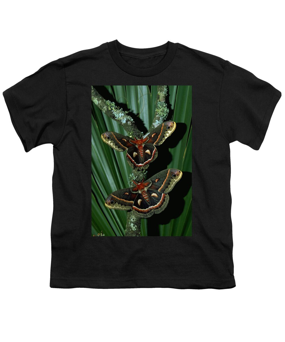 Moth Youth T-Shirt featuring the photograph Pair Of Moths by Millard H. Sharp