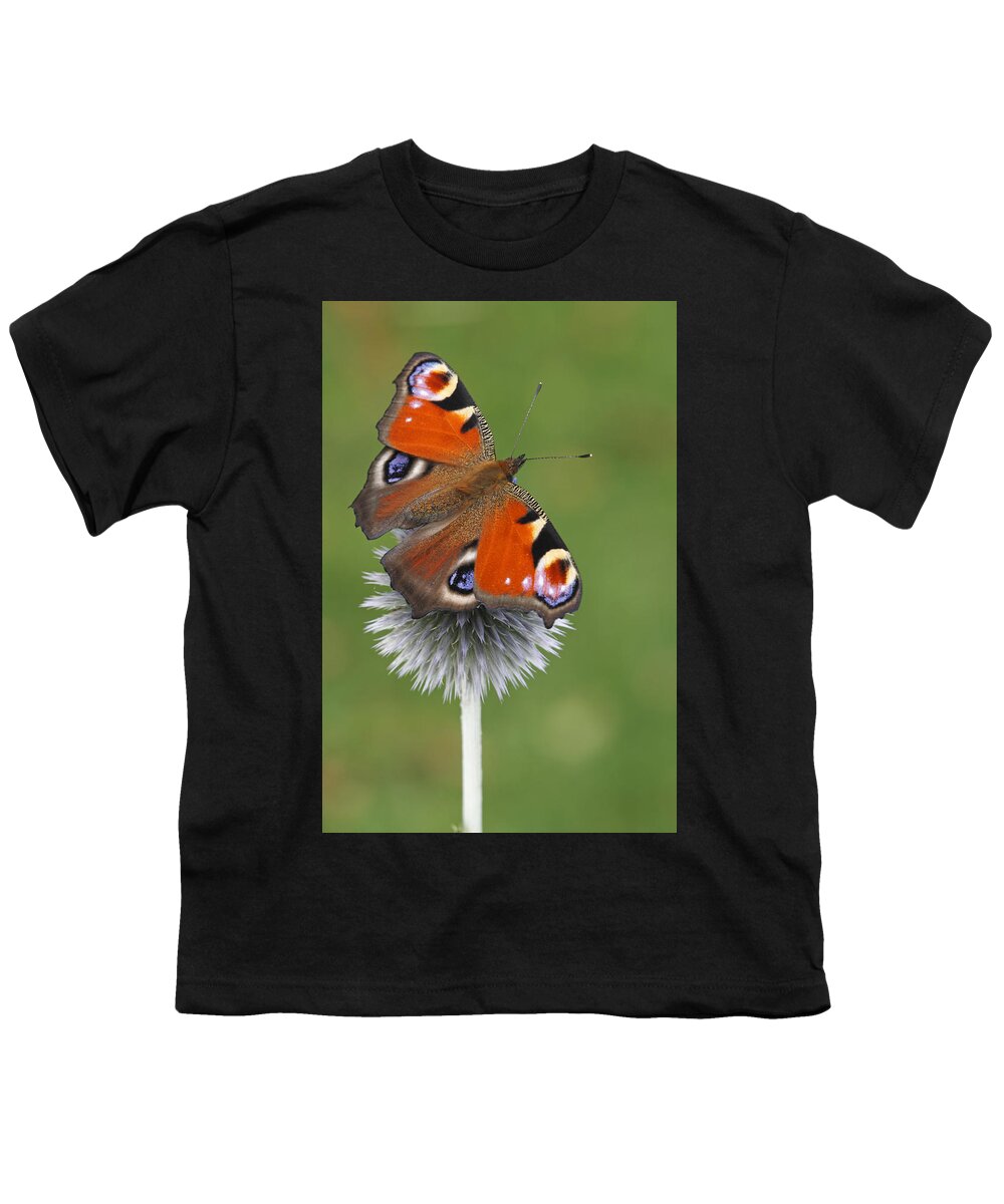 Silvia Reiche Youth T-Shirt featuring the photograph Peacock Butterfly Netherlands by Silvia Reiche