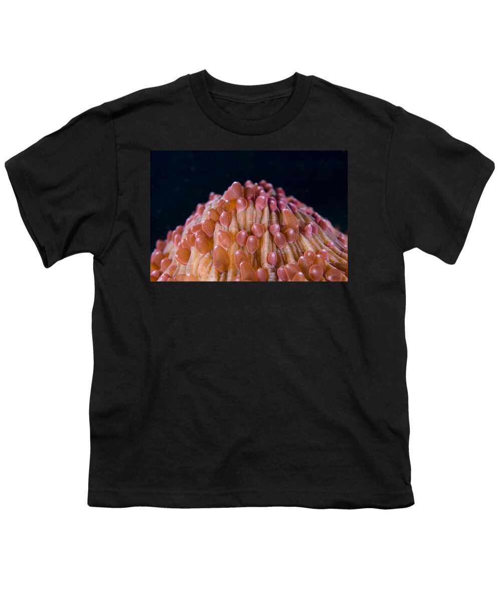 Flpa Youth T-Shirt featuring the photograph Red Disc Coral Polyps Sulawesi by Colin Marshall