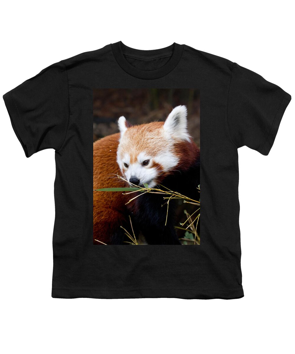 Animal Youth T-Shirt featuring the photograph Red Panda Ailurus Fulgens In Captivity by David Kenny