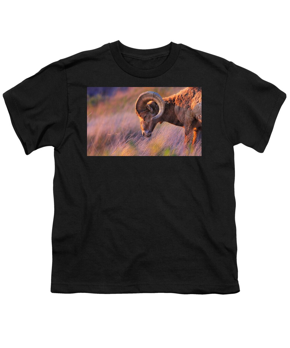 Sheep Youth T-Shirt featuring the photograph Smell The Wind by Kadek Susanto
