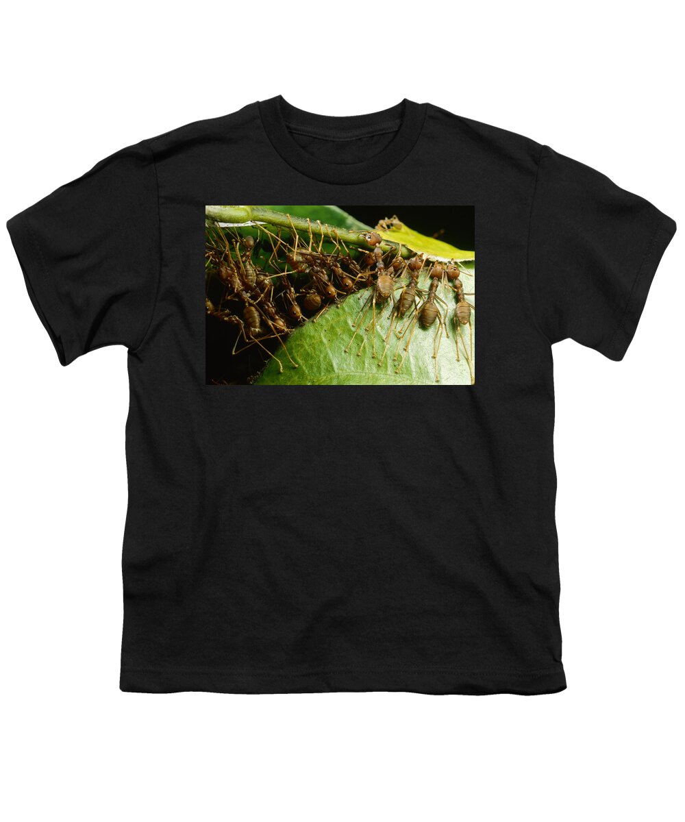 00127830 Youth T-Shirt featuring the photograph Weaver Ant Group Binding Leaves by Mark Moffett