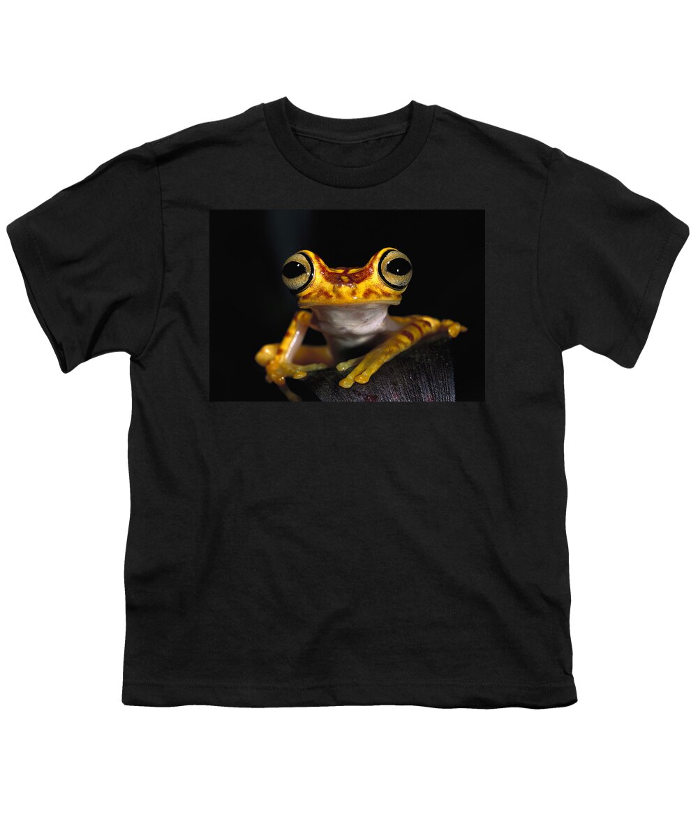 Mp Youth T-Shirt featuring the photograph Chachi Tree Frog Hyla Picturata #1 by Pete Oxford