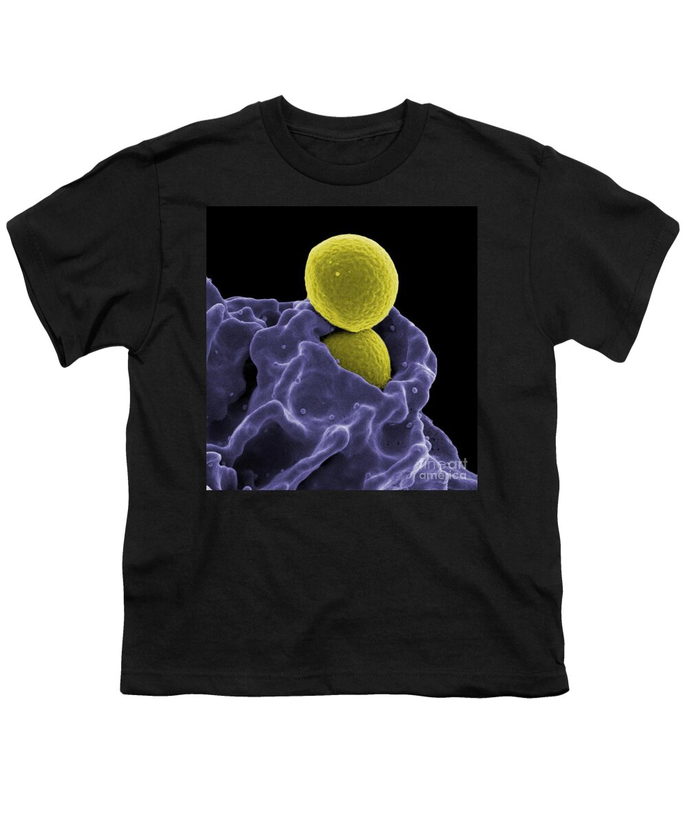 Microbiology Youth T-Shirt featuring the photograph Neutrophil Ingesting Mrsa Bacteria, Sem #2 by Science Source