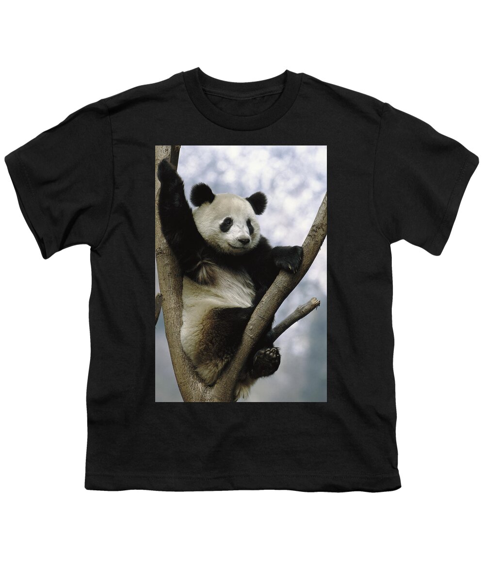 Mp Youth T-Shirt featuring the photograph Giant Panda Ailuropoda Melanoleuca #4 by Pete Oxford