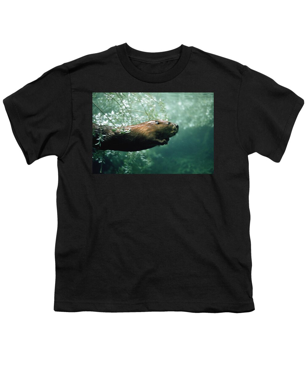 Mp Youth T-Shirt featuring the photograph American Beaver Castor Canadensis by Konrad Wothe