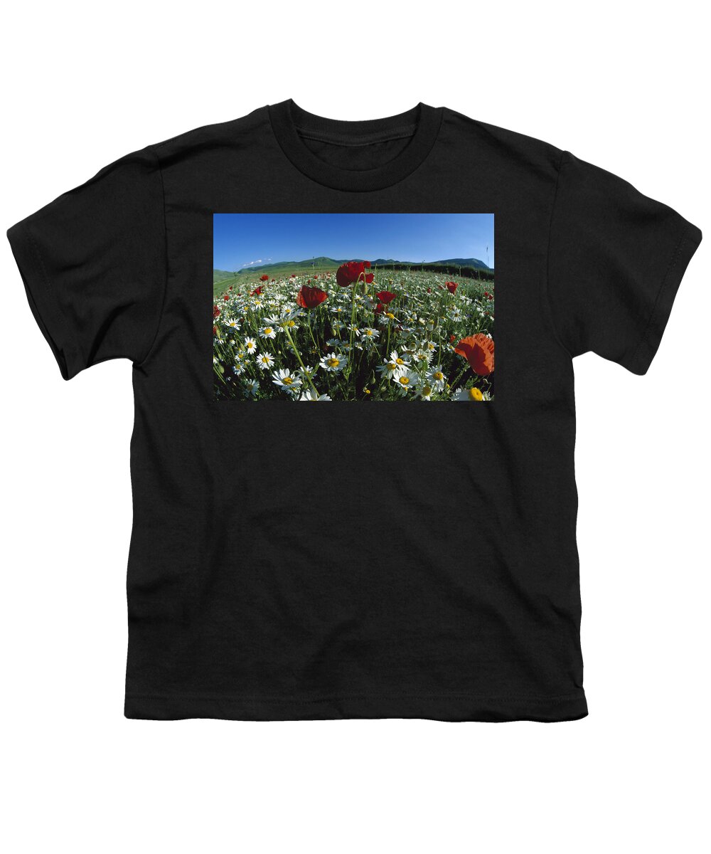 Mp Youth T-Shirt featuring the photograph Chamomile Anthemis Arvensis And Corn by Konrad Wothe