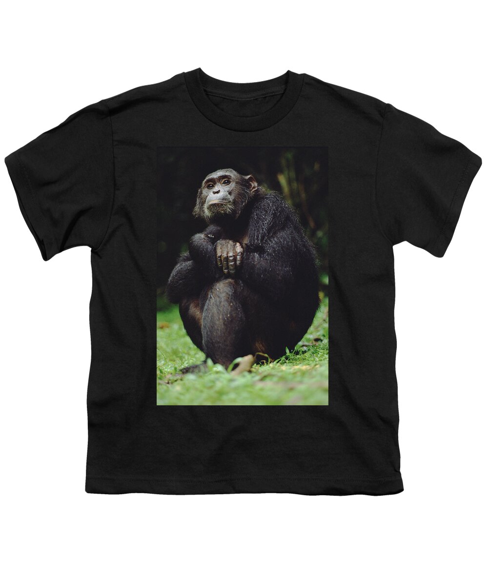 Mp Youth T-Shirt featuring the photograph Chimpanzee Pan Troglodytes Portrait by Gerry Ellis