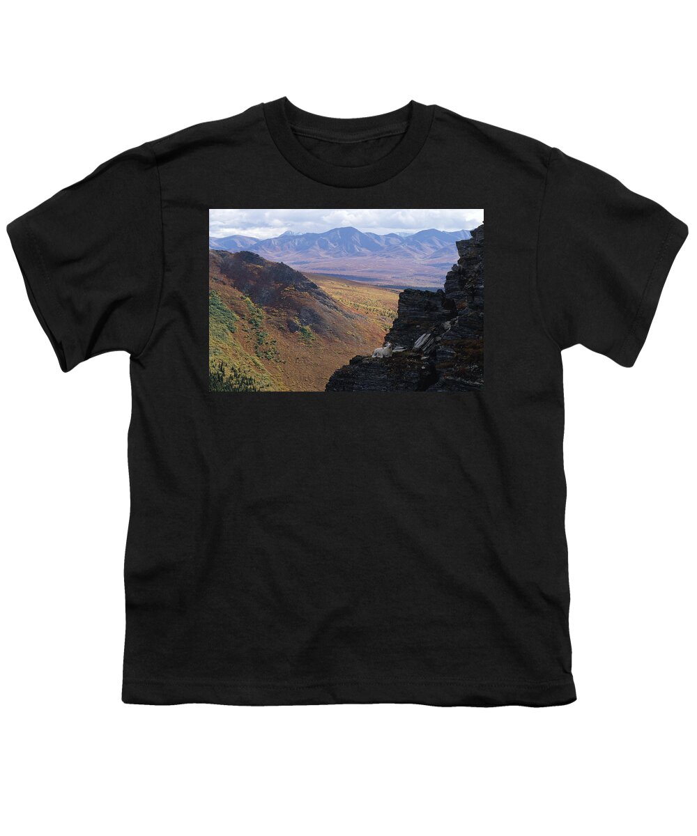Mp Youth T-Shirt featuring the photograph Dalls Sheep Ovis Dalli Ram Bedded by Michael Quinton