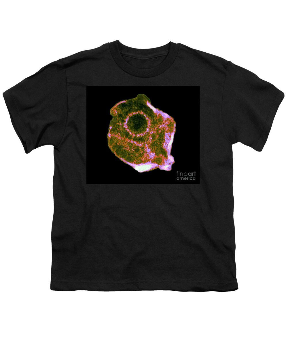 Electron Micrograph Youth T-Shirt featuring the photograph Herpes Simplex Virus Tem by ASM/Science Source
