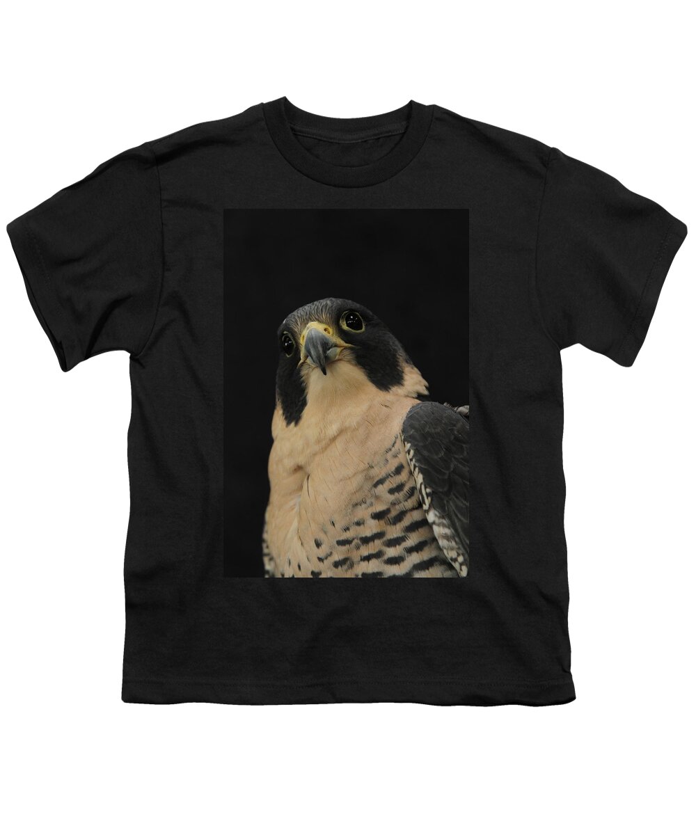 Peregrine Falcon Youth T-Shirt featuring the photograph The Curiosity Might Kill a Cat by Laddie Halupa