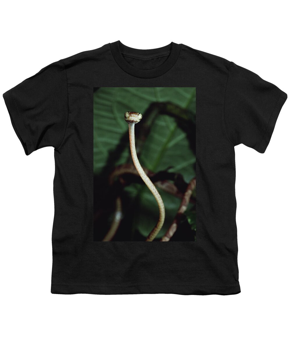 Mp Youth T-Shirt featuring the photograph Vine Snake Portrait, La Selva, Costa by Mark Moffett