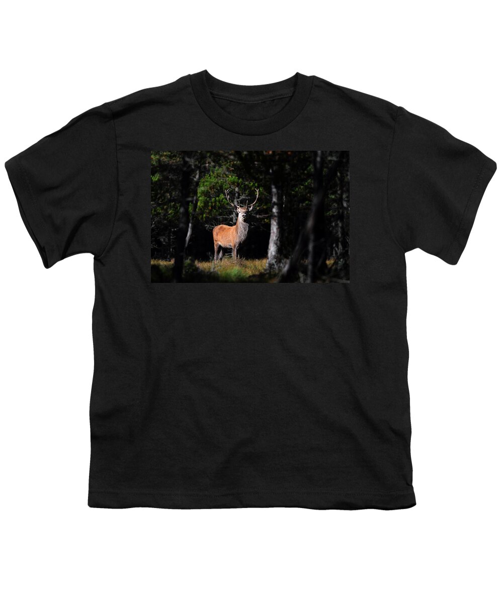  Stag In The Forest Youth T-Shirt featuring the photograph Stag In The Forest by Gavin Macrae