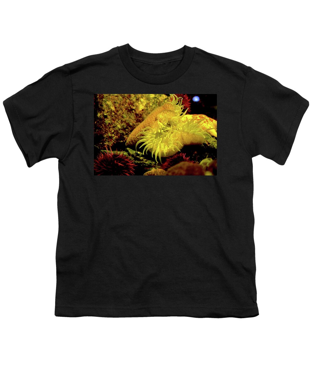 Sea Urchins Youth T-Shirt featuring the photograph Sea Urchins by Kathy Corday