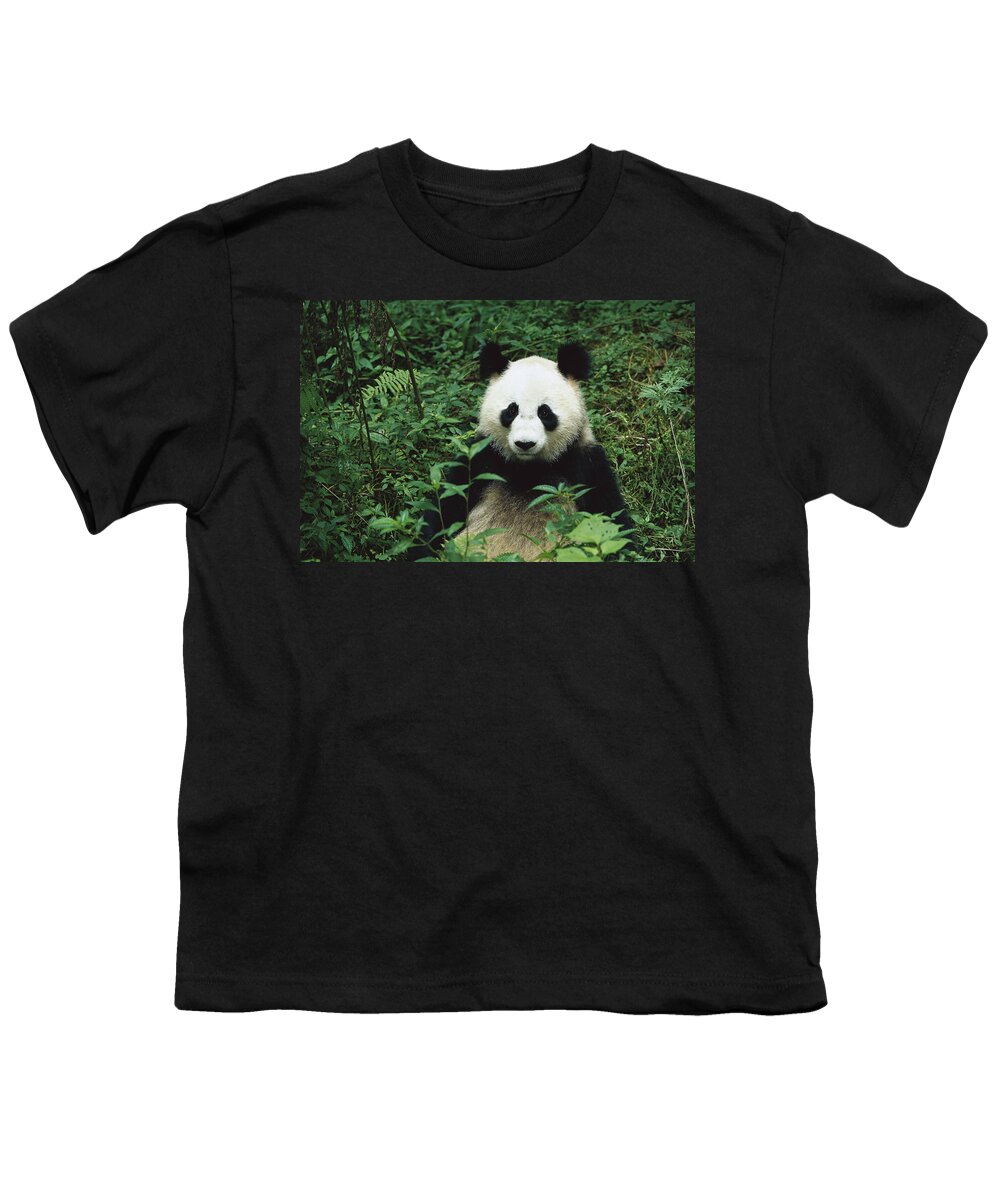 Mp Youth T-Shirt featuring the photograph Giant Panda Ailuropoda Melanoleuca #6 by Cyril Ruoso