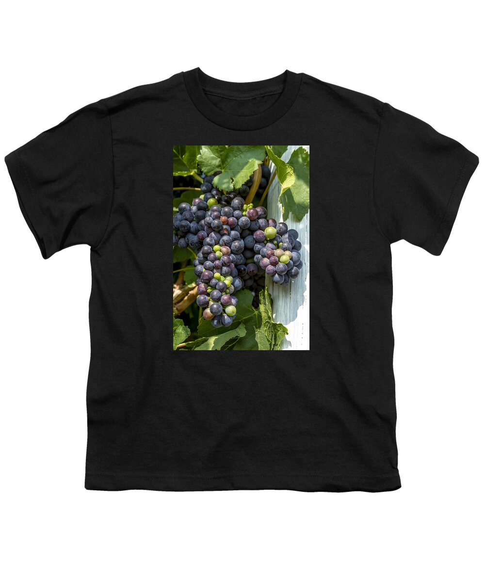 Colorado Vineyard Youth T-Shirt featuring the photograph Colorful Wine Grapes on Grapevine by Teri Virbickis
