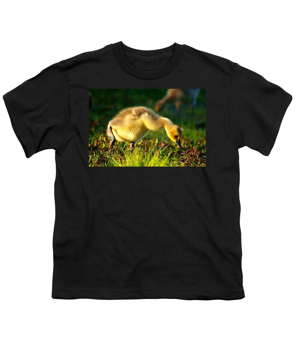 Animal Avian Baby Bird Birds Canada Children Geese Goose Gosling Little Migrate Migratory Nature New Pond Spring Water Wild Wildlife Wildness Young Small Little Art Close Close-up Macro Lovely Art Action Freeze Capture Food Looking Look Search Youth T-Shirt featuring the photograph Gosling In Spring by Paul Ge
