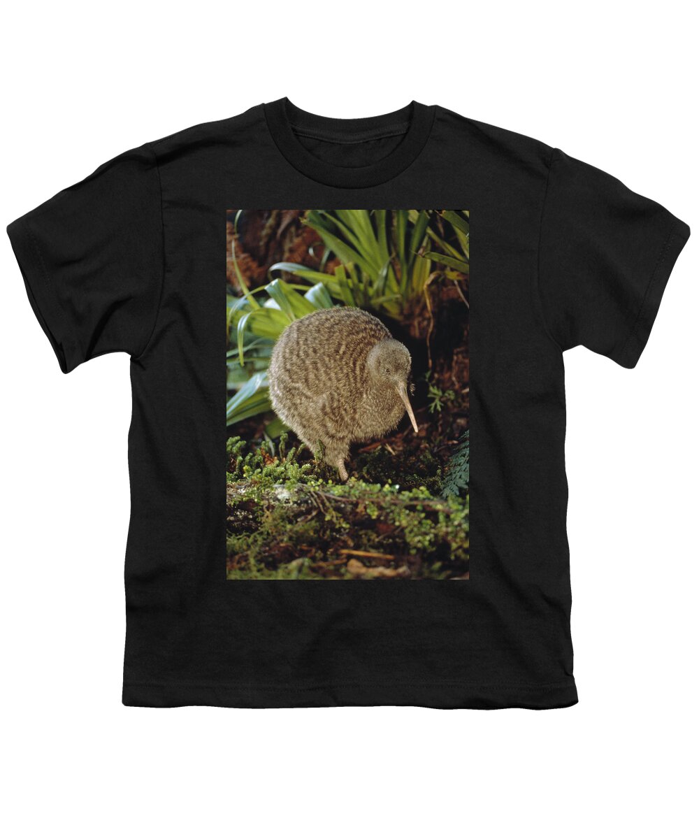 Mp Youth T-Shirt featuring the photograph Great Spotted Kiwi Apteryx Haastii Male by Tui De Roy