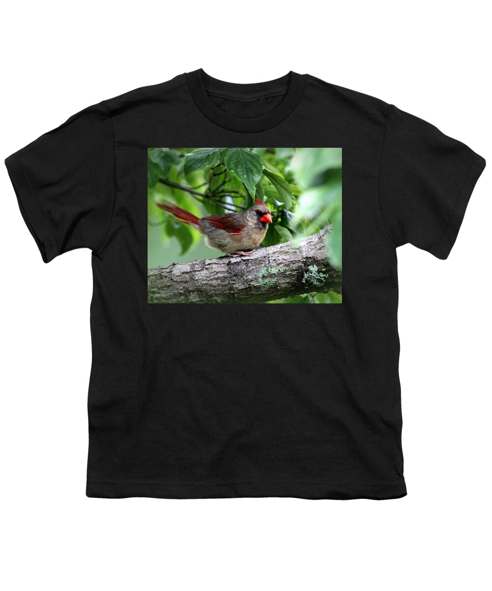  Northern Cardinal Youth T-Shirt featuring the photograph IMG_0396 - Northern Cardinal by Travis Truelove