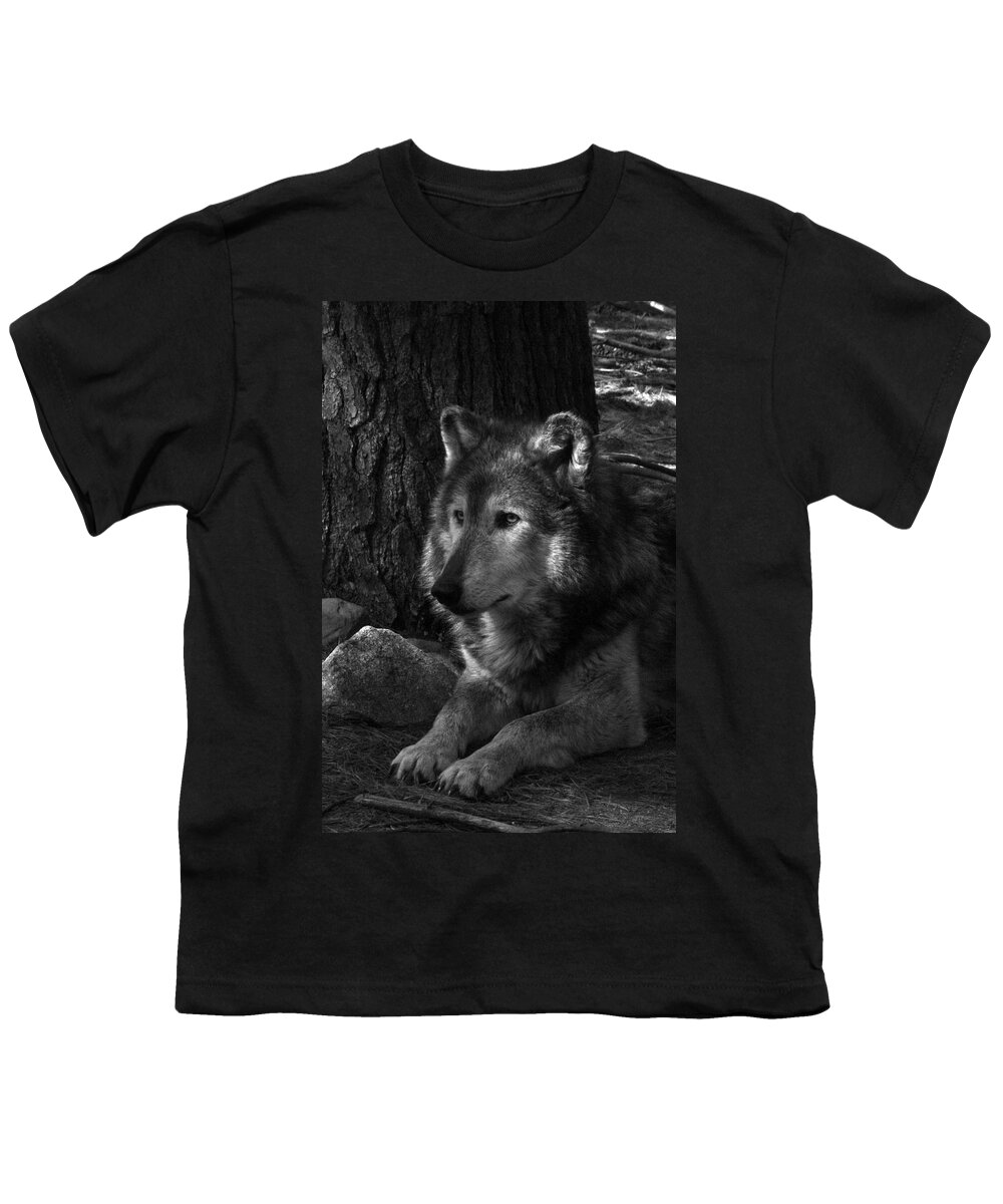 Wolf Youth T-Shirt featuring the photograph Lone Wolf by Karol Livote