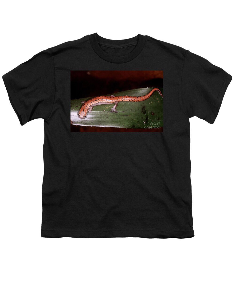 Fauna Youth T-Shirt featuring the photograph Mexican Palm Salamander by Dante Fenolio
