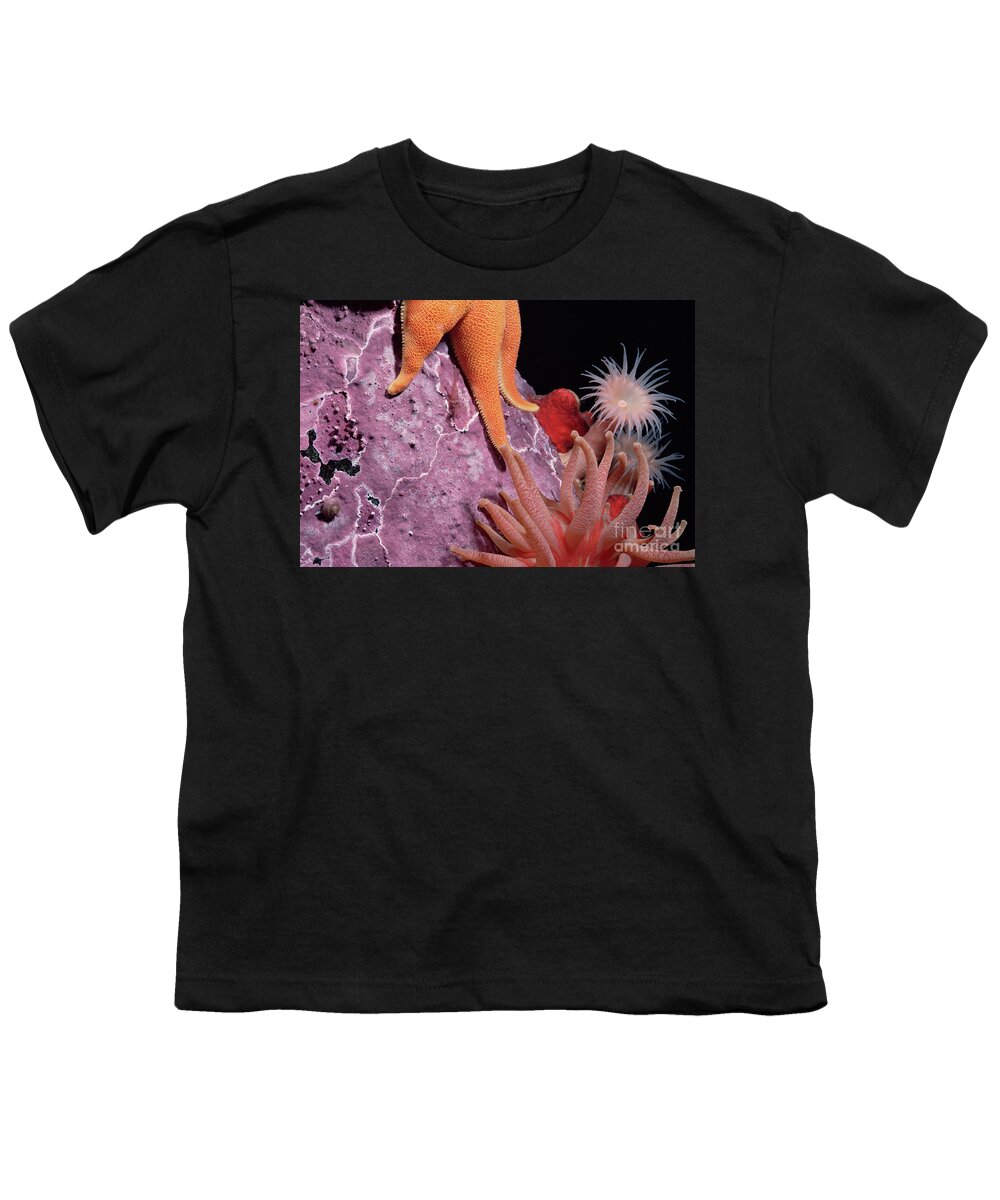 Mp Youth T-Shirt featuring the photograph Sea Star and Anemones Baffin Isl by Flip Nicklin