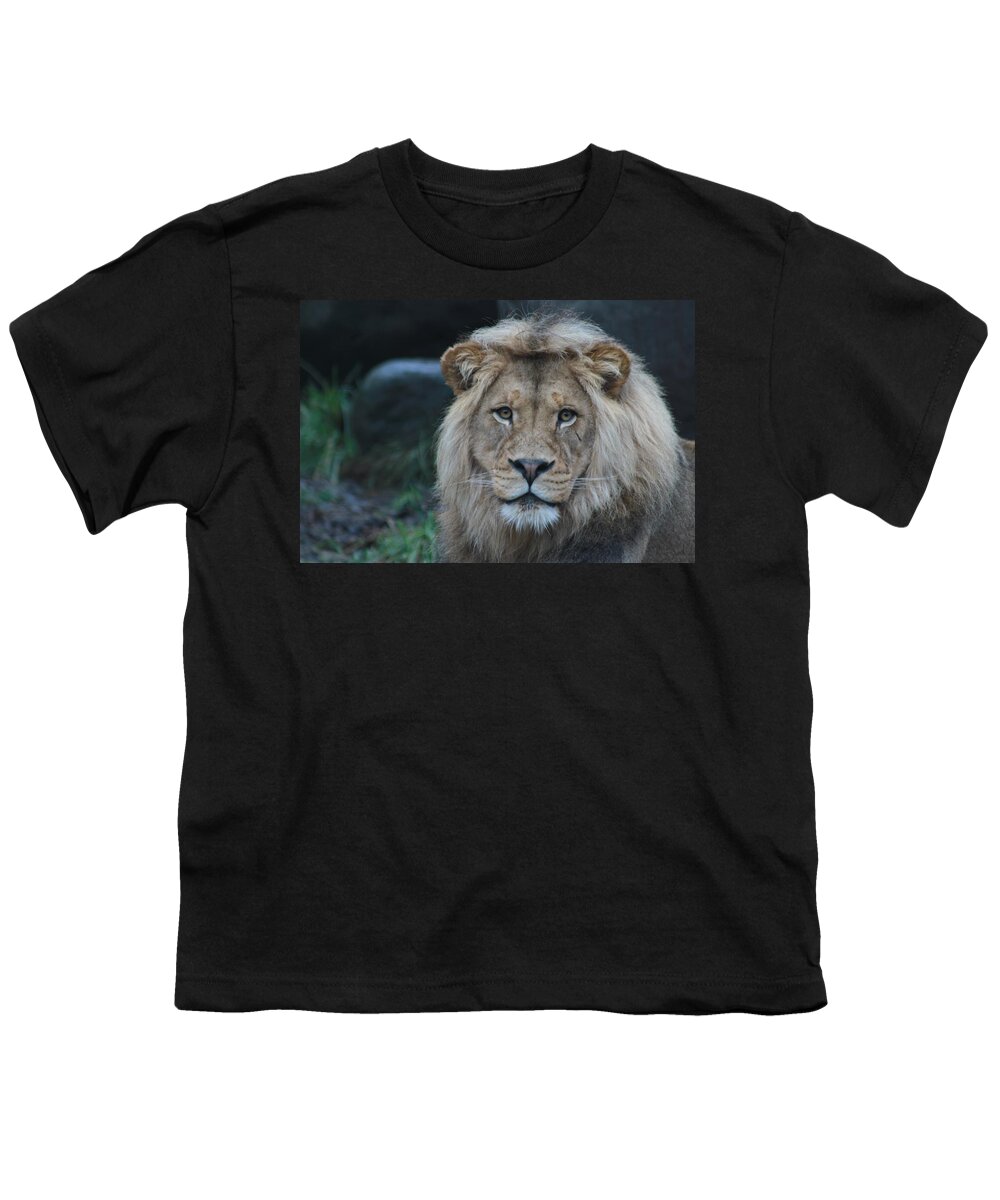 Lion Youth T-Shirt featuring the photograph The King by Laddie Halupa