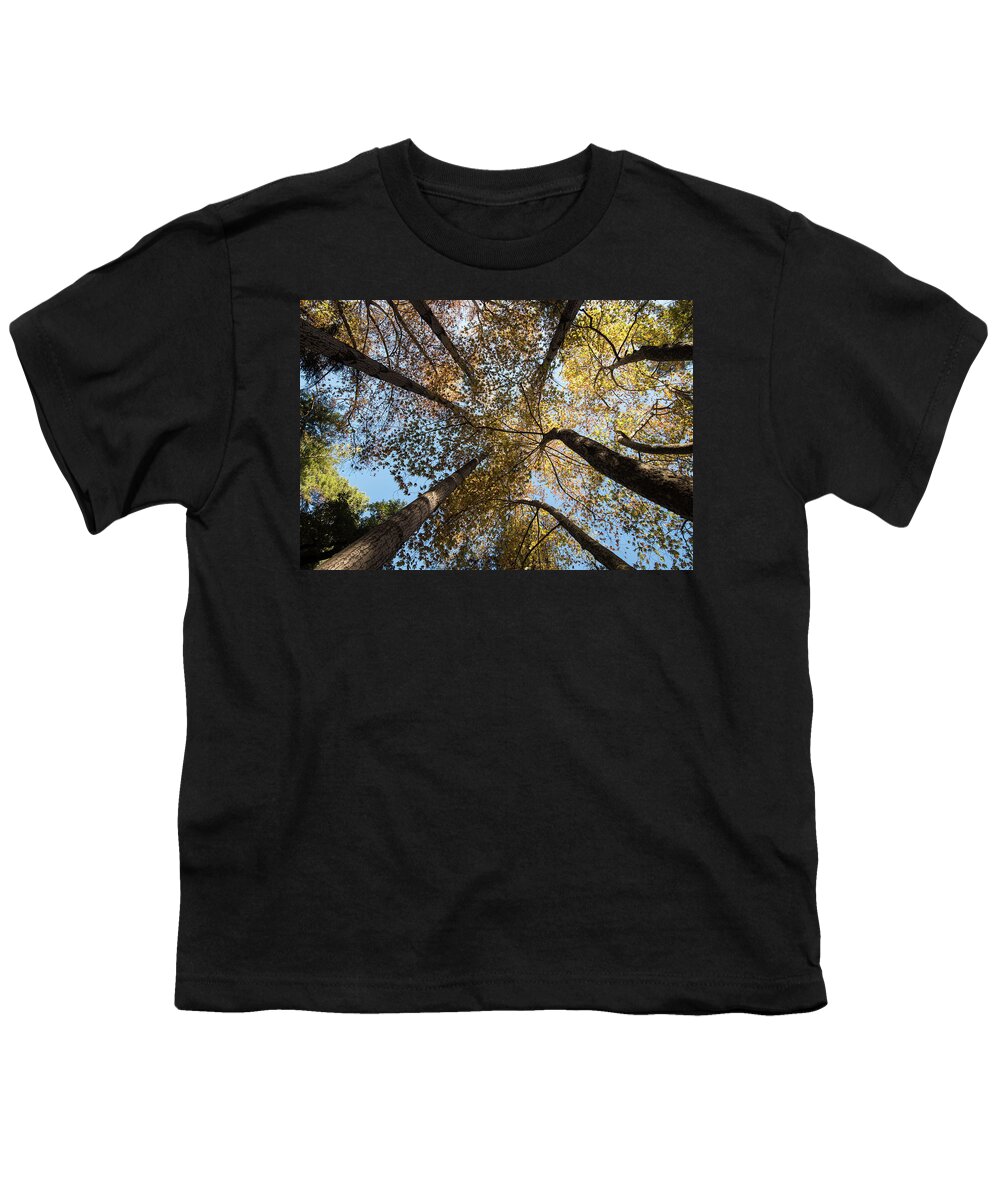 Tree Youth T-Shirt featuring the photograph Treetops of maple trees in Autumn by Michalakis Ppalis
