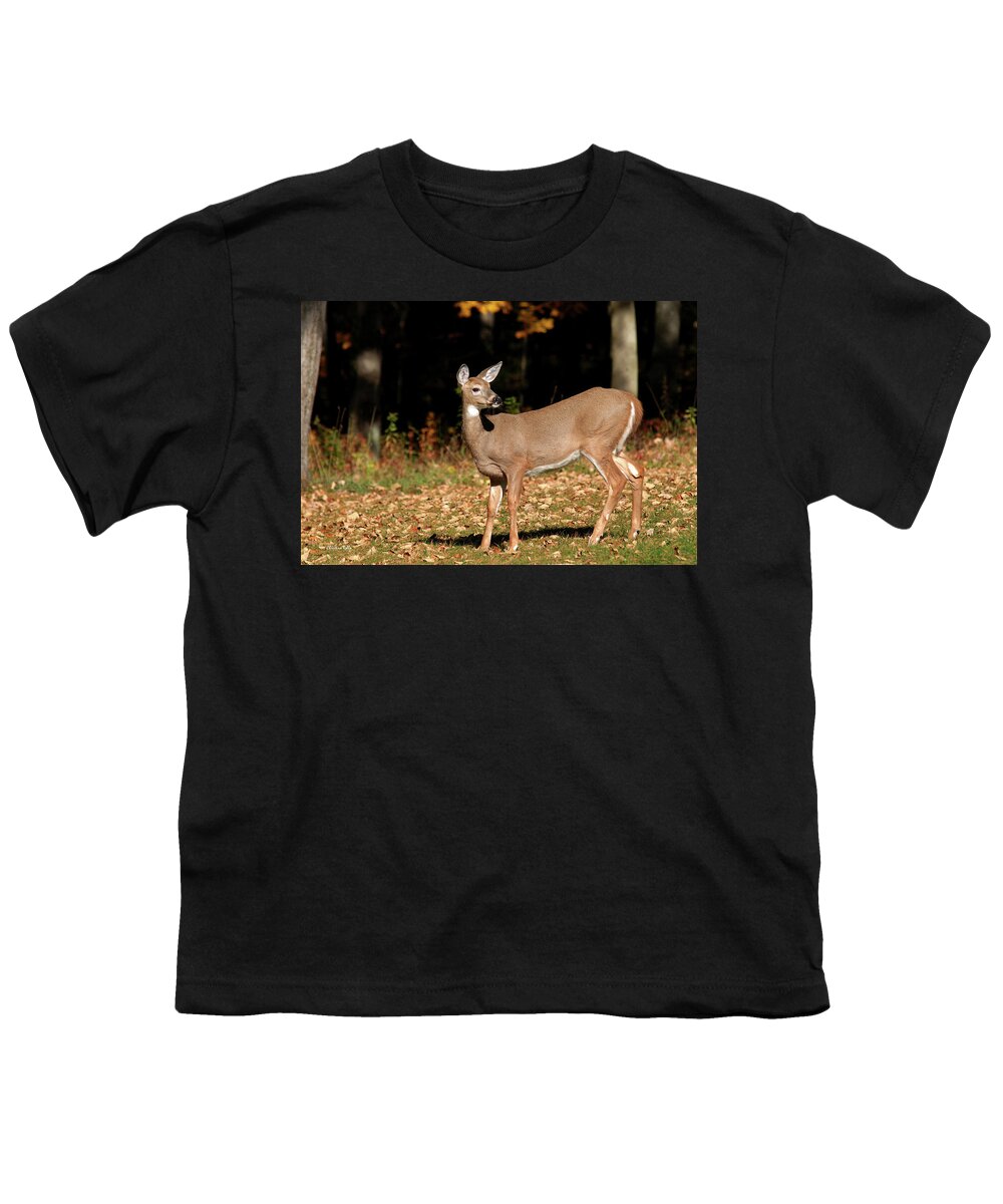 White Tailed Deer Youth T-Shirt featuring the photograph White Tailed Deer In Autumn by Christina Rollo