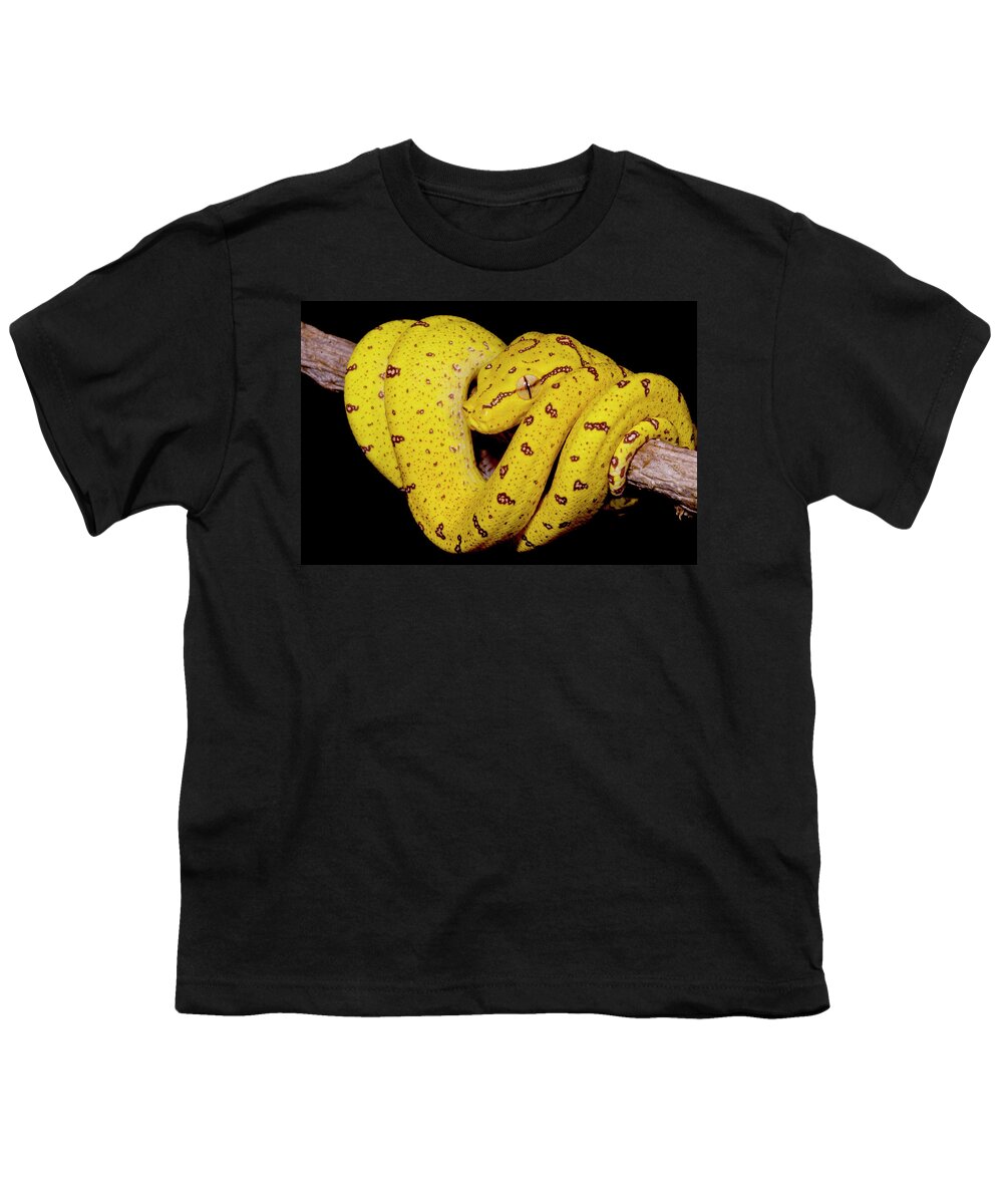 Animal Youth T-Shirt featuring the photograph Juvenile Green Tree Python Morelia #1 by Dante Fenolio