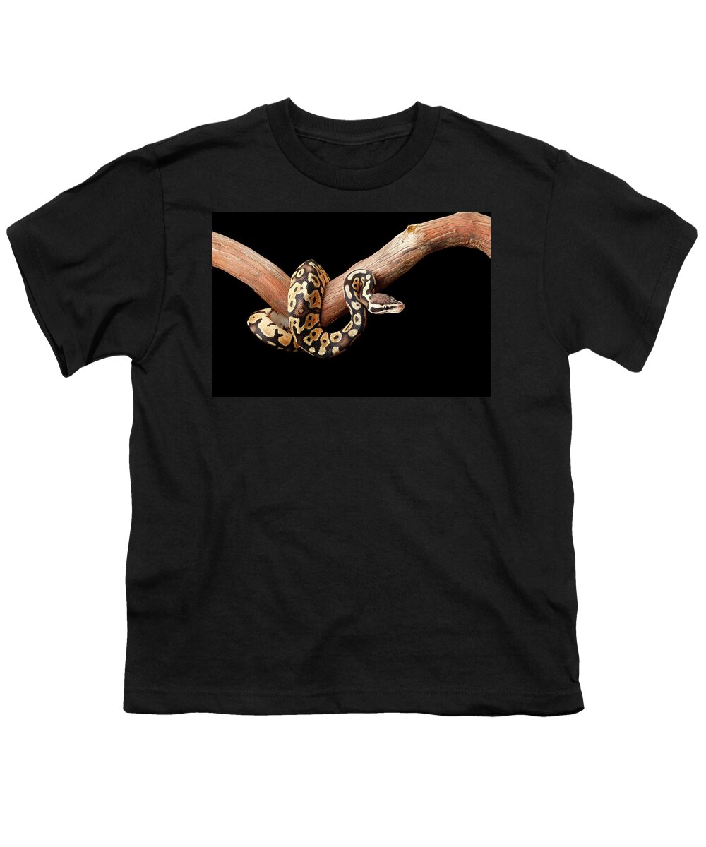 Animals Youth T-Shirt featuring the photograph Ball Python On Branch by David Kenny