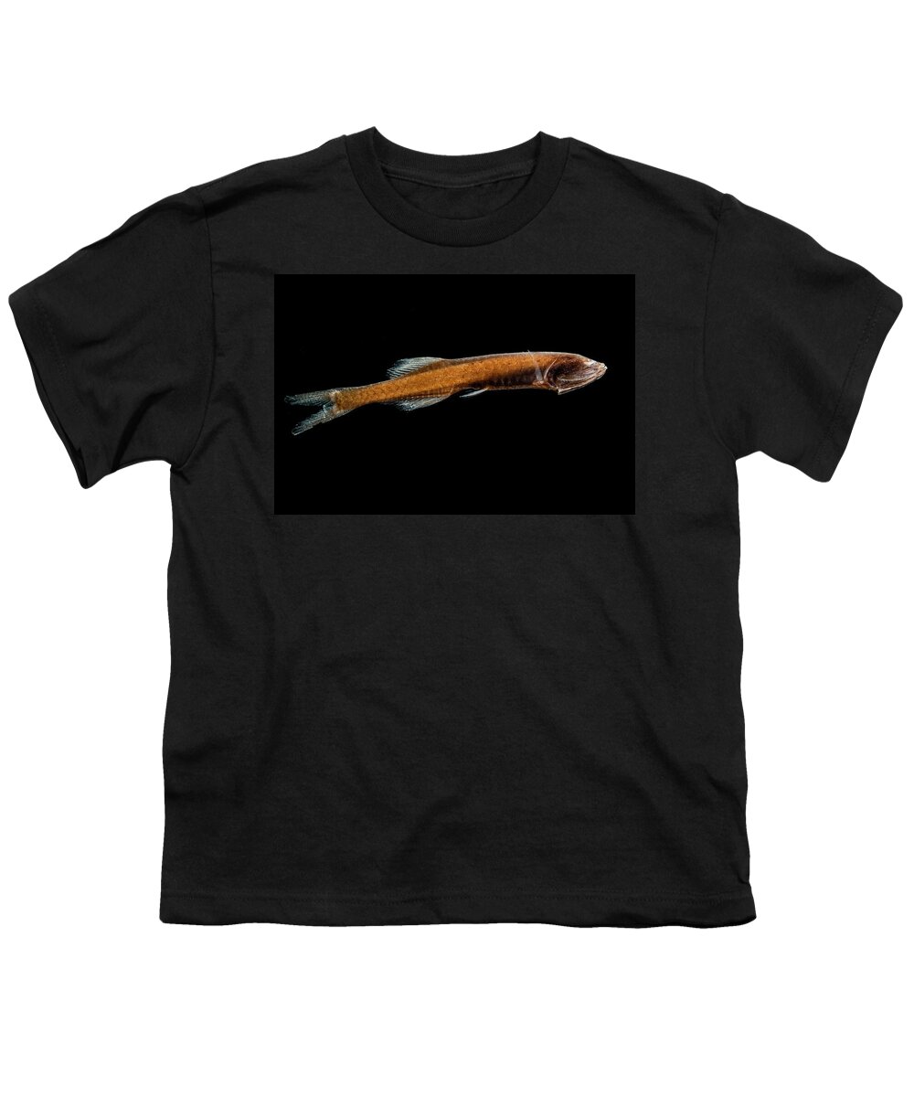 Animal Youth T-Shirt featuring the photograph Hidden Bristlemouth Cyclothone Obscura by Dante Fenolio