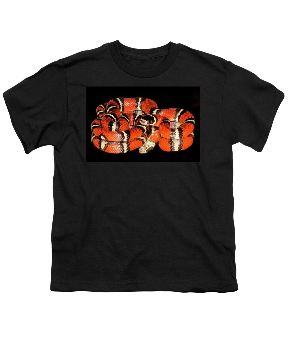 Animal Youth T-Shirt featuring the photograph Nelsons Milksnake Lampropeltis by Dante Fenolio