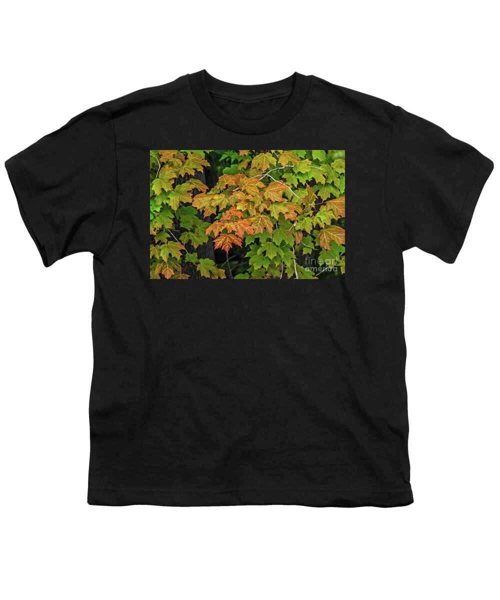 Michigan Youth T-Shirt featuring the photograph Various Stages of Fall Color on Maple Leaves by Sue Smith