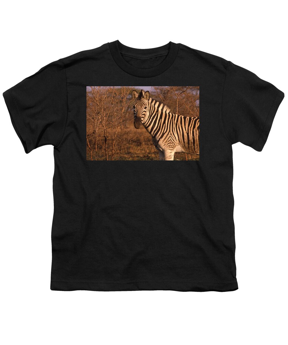 Africa Youth T-Shirt featuring the photograph Zebra Portrait at Sunset by Russ Considine