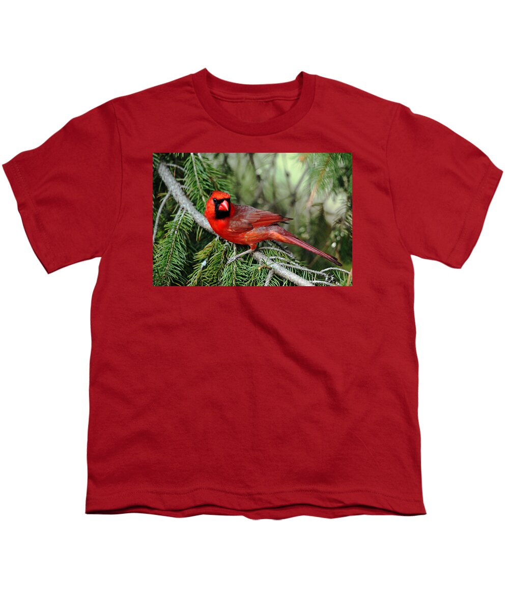 Cardinal Youth T-Shirt featuring the photograph Cardinal Attitude by Debbie Oppermann