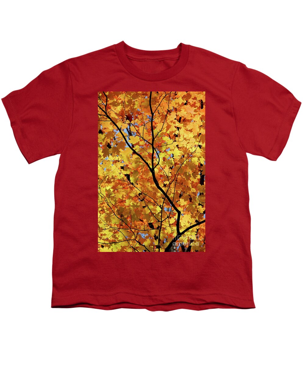 Fall Youth T-Shirt featuring the photograph Sunshine in maple tree by Elena Elisseeva