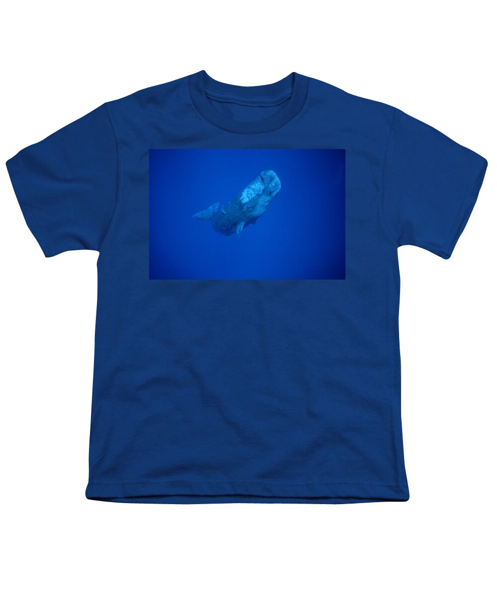 00113844 Youth T-Shirt featuring the photograph Sperm Whale Juvenile Dominica by Flip Nicklin