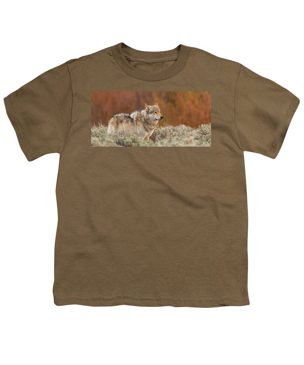Wolf Youth T-Shirt featuring the photograph Blacktail Survey #1 by Kevin Dietrich