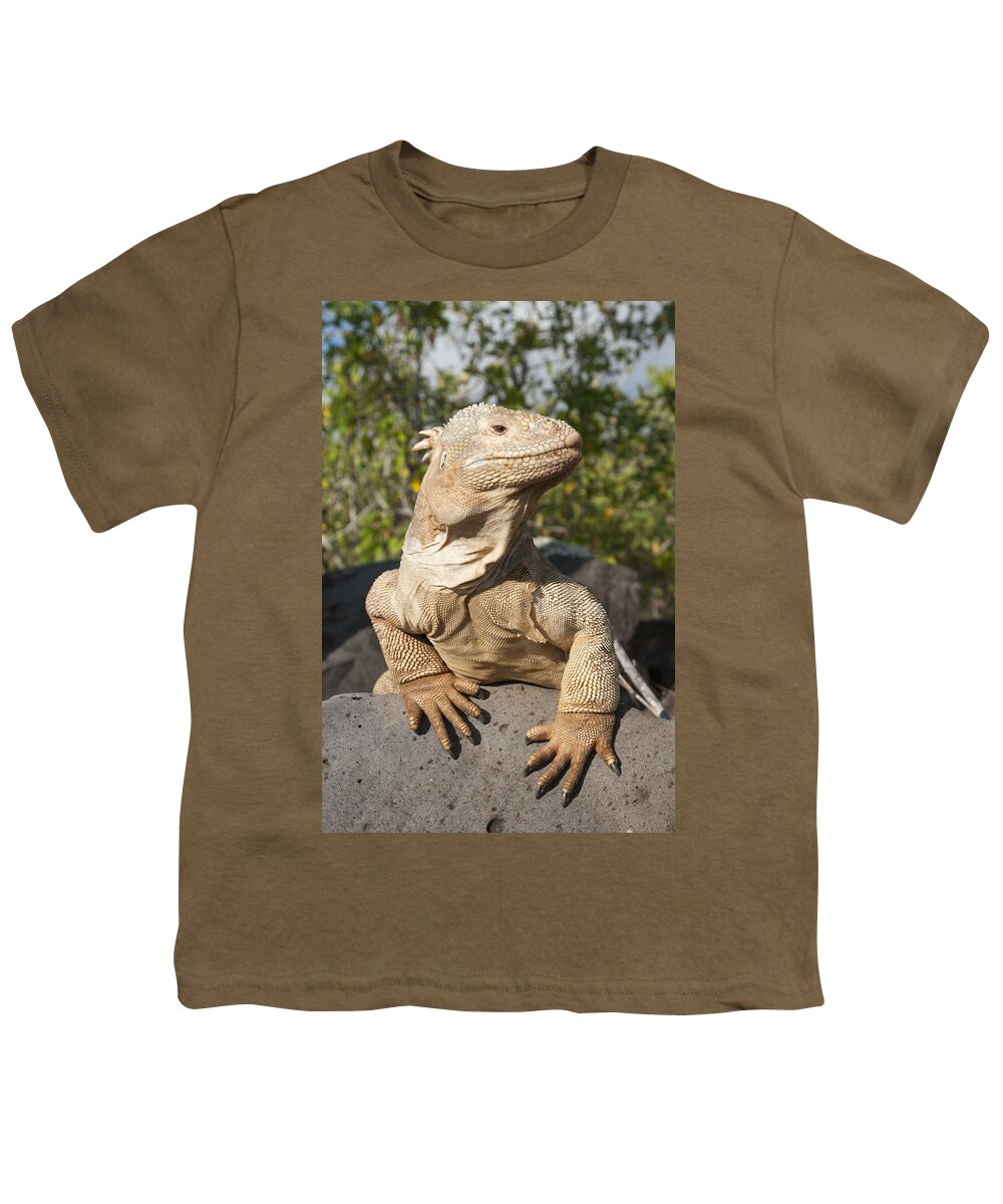 534165 Youth T-Shirt featuring the photograph Santa Fe Land Iguana Galapagos #1 by Tui De Roy