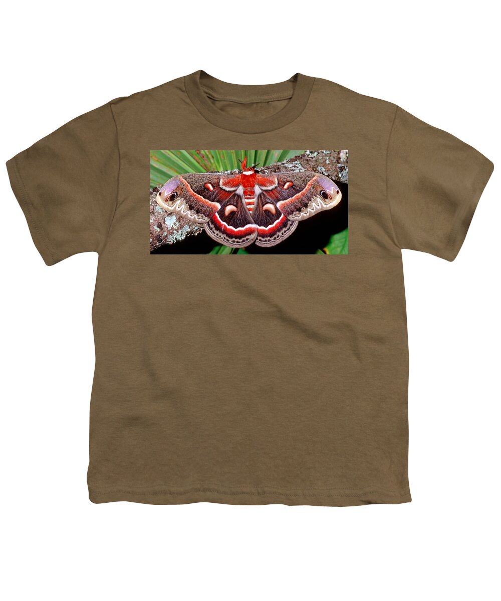 Cecropia Moth Youth T-Shirt featuring the photograph Cecropia Moth Hyalophora Cecropia #4 by Millard H. Sharp
