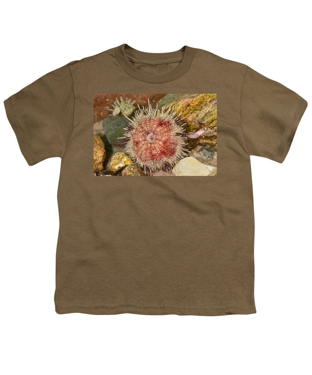 Green Sea Urchin Youth T-Shirt featuring the photograph Green Sea Urchin #4 by Andrew J. Martinez