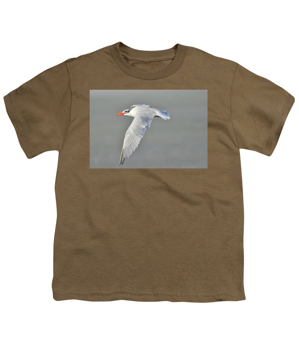 Caspian Tern Youth T-Shirt featuring the photograph Caspian Tern in Flight by Bradford Martin