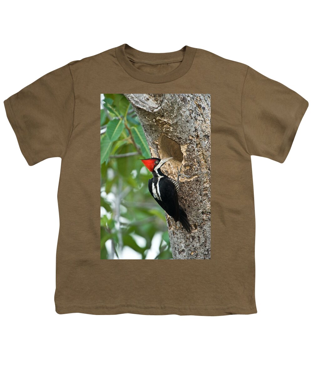 Photography Youth T-Shirt featuring the photograph Crimson Crested Woodpecker Campephilus by Panoramic Images
