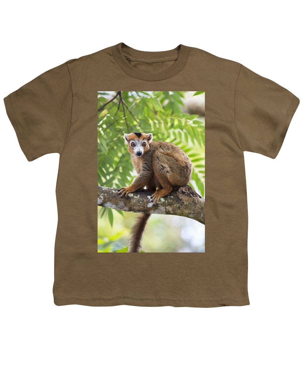 Feb0514 Youth T-Shirt featuring the photograph Crowned Lemur Male Madagascar by Konrad Wothe