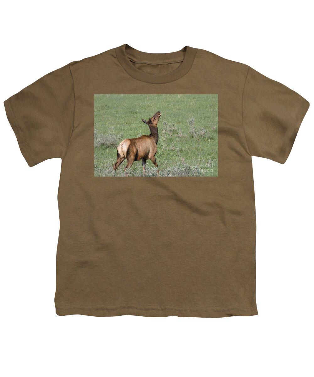 Al Andersen Youth T-Shirt featuring the photograph Elk Playing In Meadow by Al Andersen